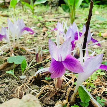 Bagdogra Himmat Guri Farmstead - Great Place To Chill With Familyヴィラ エクステリア 写真