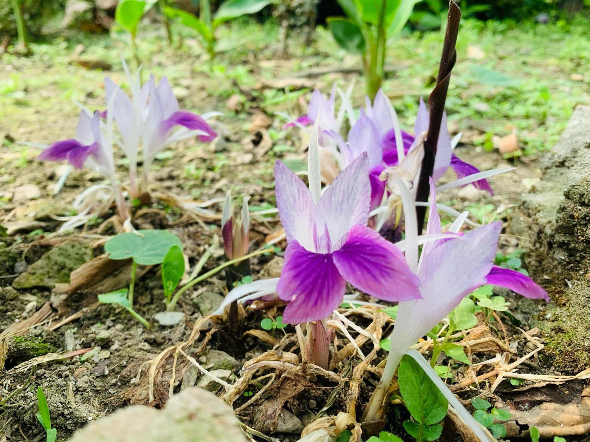 Bagdogra Himmat Guri Farmstead - Great Place To Chill With Familyヴィラ エクステリア 写真